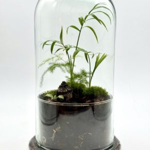 Terrarium Bambouseraie Dorée