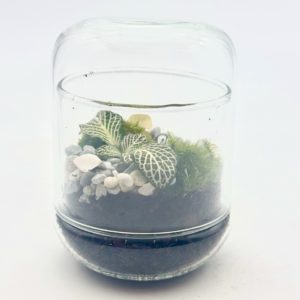 Terrarium Mini Cloche "Bleu/Jaune"