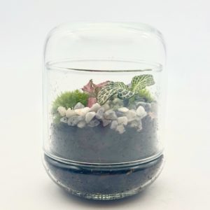 Terrarium Mini Cloche "Bleu/Violet"