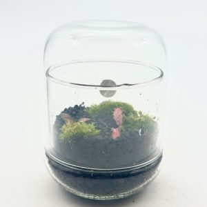 Terrarium Mini Cloche "Bleu/Dorée"