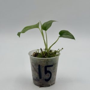 Monstera Siltepecana El Salvador (Bouture 15)