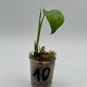 Monstera Adansonii Variegata Aurea (Bouture 10)