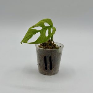 Monstera Adansonii Variegata Aurea (Bouture 11)