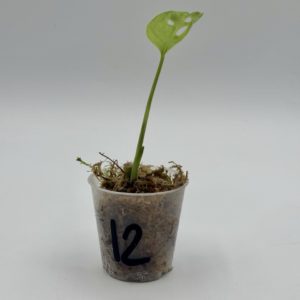 Monstera Adansonii Variegata Aurea (Bouture 12)