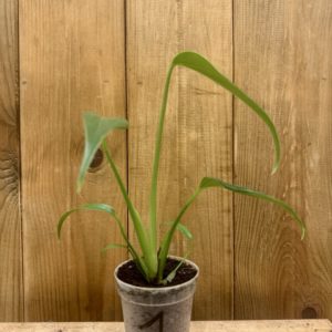 Monstera Burle Marx Flame 1 (S)