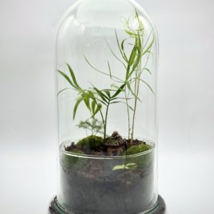 Terrarium Bambouseraie Bleu