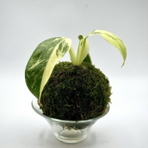 Kokedama Philodendron Jose Bueno
