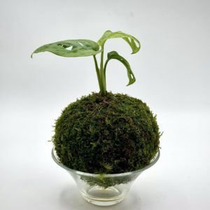 Kokedama Monstera Adansonii Mint