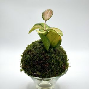 Kokedama Hoya Australis Lisa