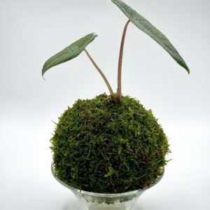 Kokedama Alocasia Scalprum