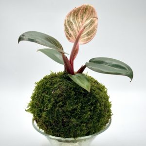 Kokedama Philodendron Pink Birkin