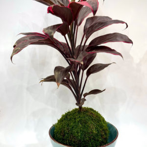 Kokedama Cordyline Red Edge XL
