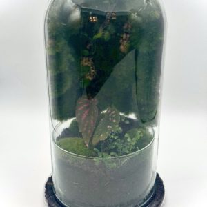 Terrarium Green Wall