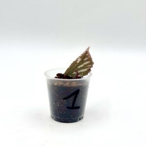 Begonia Julau U684 1
