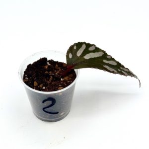 Begonia Julau U684 2