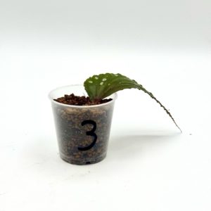 Begonia Julau U684 3