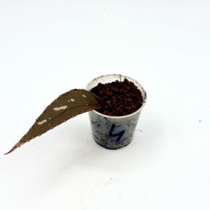 Begonia Julau U684 4