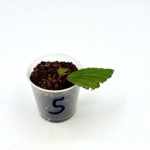 Begonia Julau U684 5