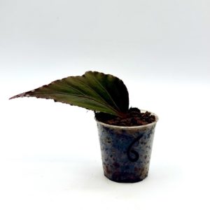 Begonia Julau U684 6