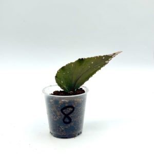 Begonia Julau U684 8