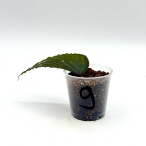 Begonia Julau U684 9