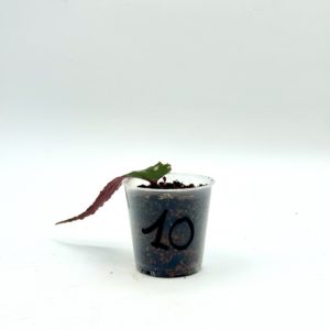 Begonia Julau U684 10