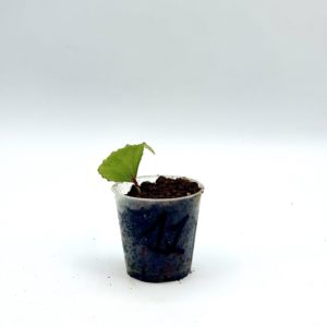 Begonia Julau U684 11