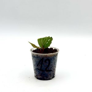 Begonia Julau U684 12