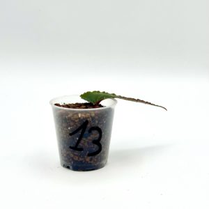 Begonia Julau U684 13