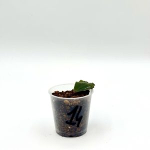 Begonia Julau U684 14