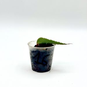 Begonia Julau U684 16