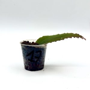 Begonia Julau U684 17