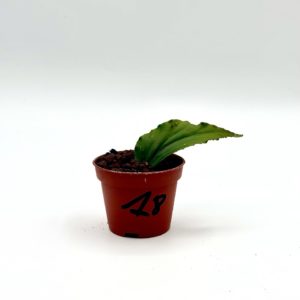 Begonia Julau U684 18