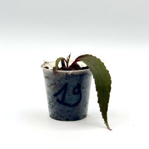 Begonia Julau U684 19