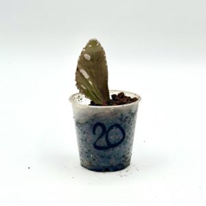 Begonia Julau U684 20