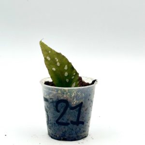 Begonia Julau U684 21