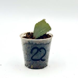 Begonia Julau U684 22