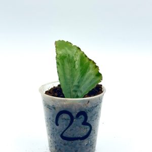 Begonia Julau U684 23