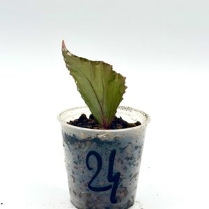 Begonia Julau U684 24