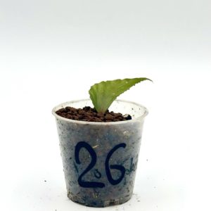 Begonia Julau U684 26