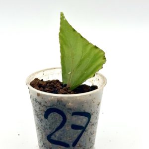 Begonia Julau U684 27