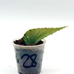 Begonia Julau U684 28