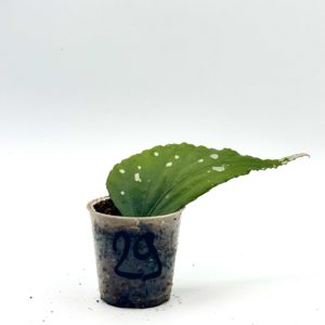 Begonia Julau U684 29