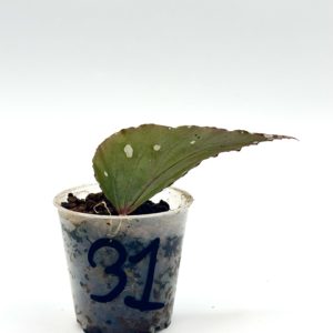 Begonia Julau U684 31