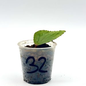 Begonia Julau U684 32