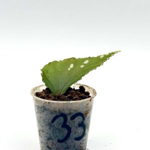 Begonia Julau U684 33