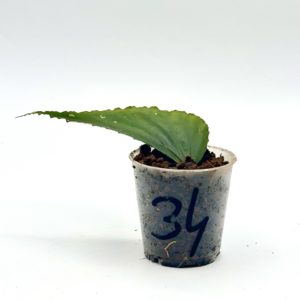 Begonia Julau U684 34