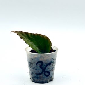 Begonia Julau U684 36