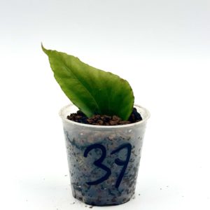 Begonia Julau U684 37