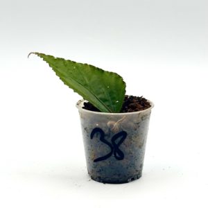 Begonia Julau U684 38